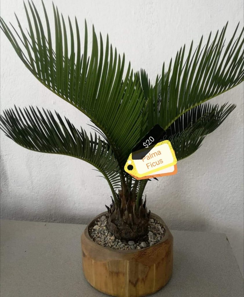 Bonsai